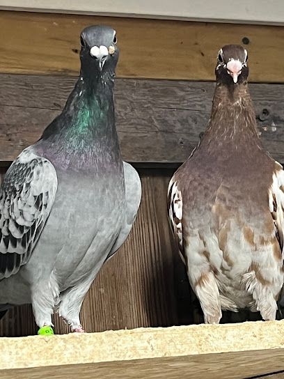 Carolina Low Country Racing Pigeon Club