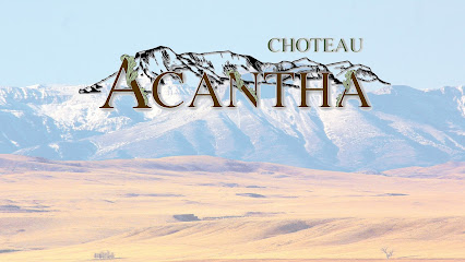 Choteau Acantha